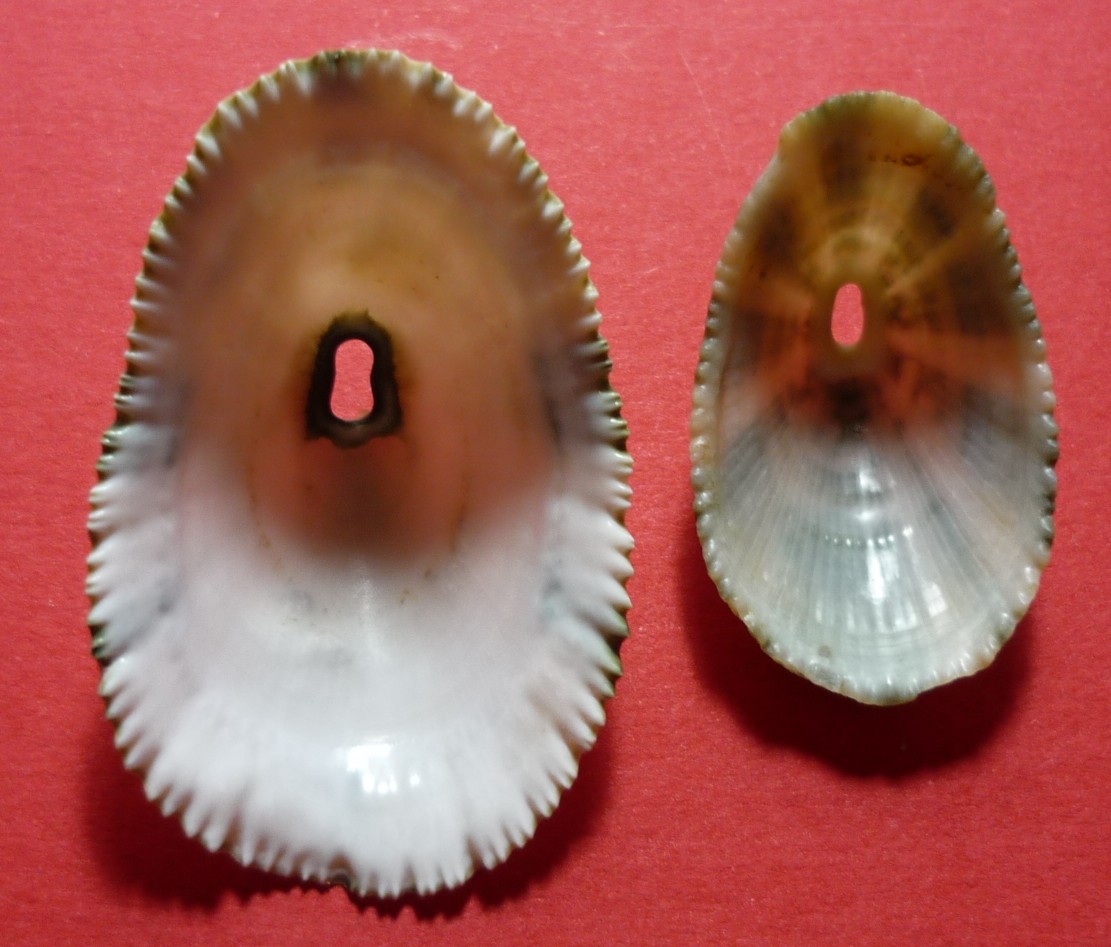 Diodora italica
